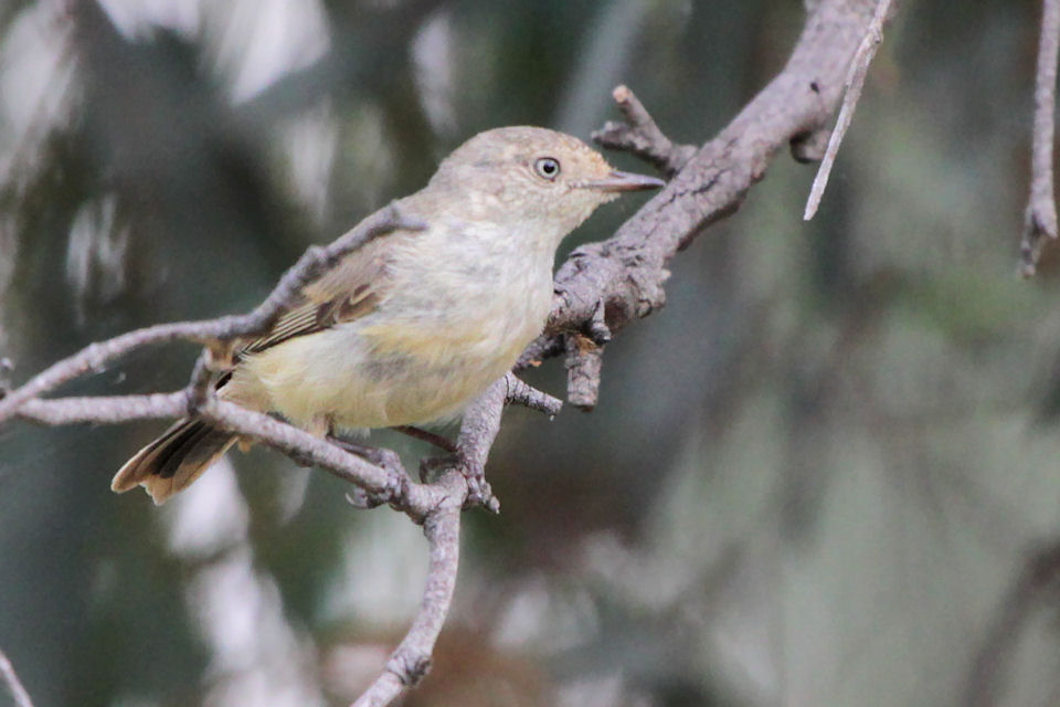 Buff-rumped Thornbill (Acanthiza reguloides)